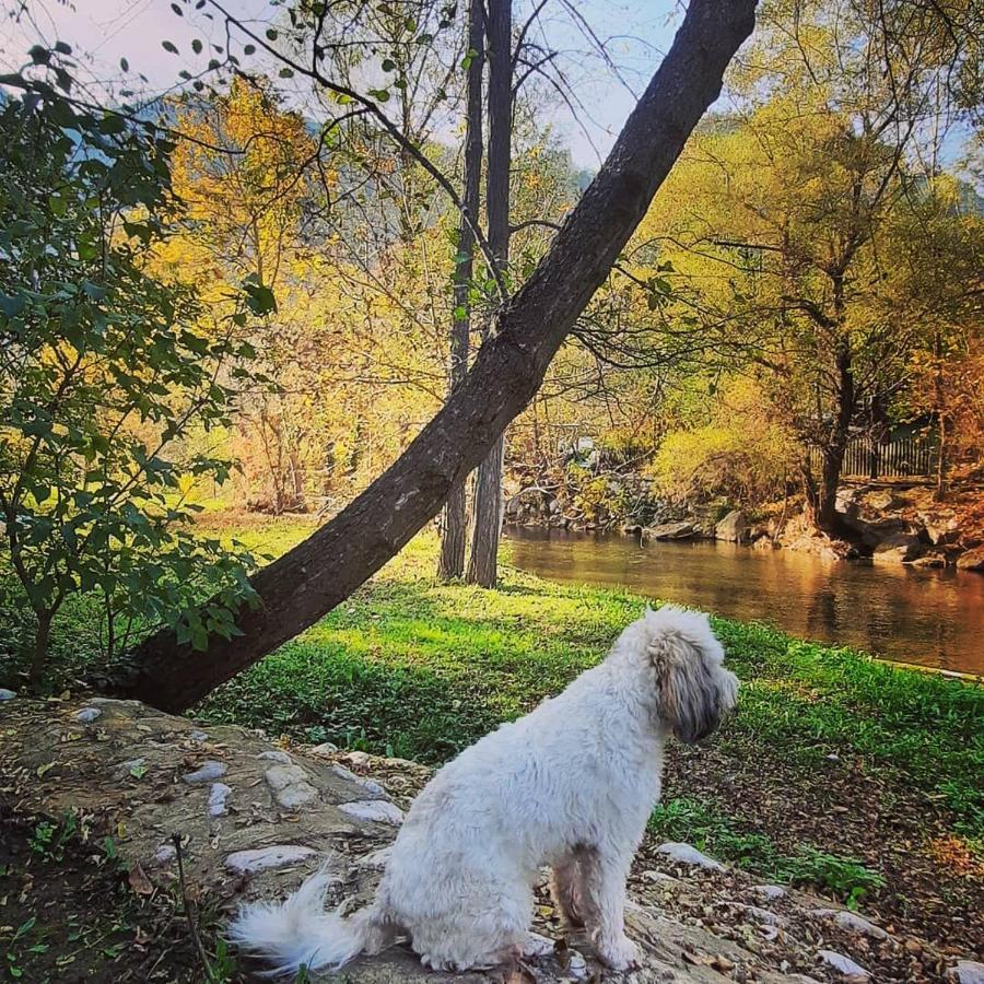 Golemi Kamik Pirot Vlasi Εξωτερικό φωτογραφία